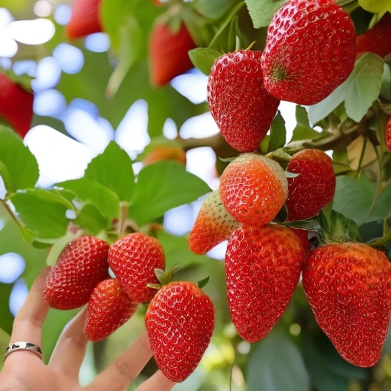 四季结果【甜查理】草莓苗90双色杯