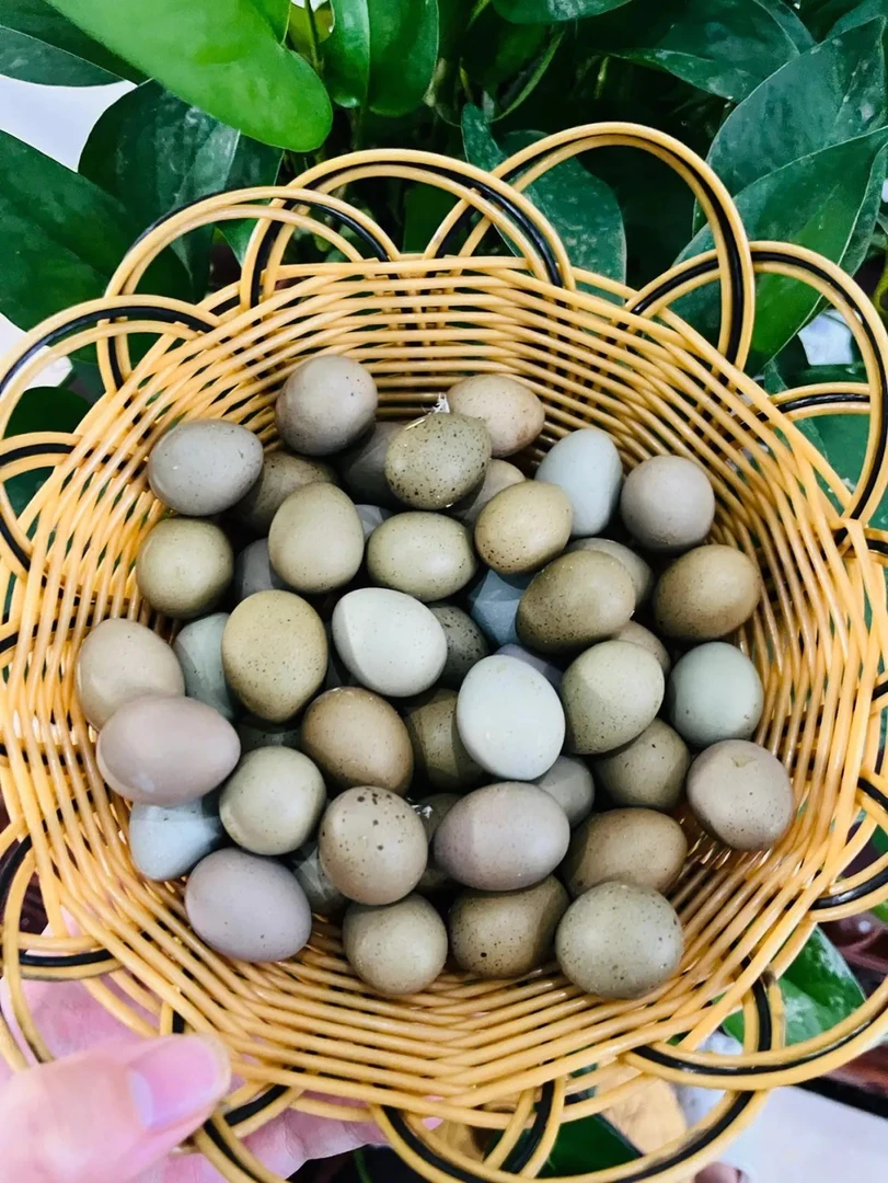迷你鸡纯白礼服芦丁鸡蛋新鲜包邮农产品