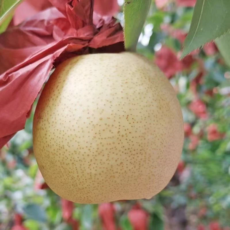 【双11主播专属】山西贡梨5斤当季新鲜采摘脆甜多汁果园直发薄皮