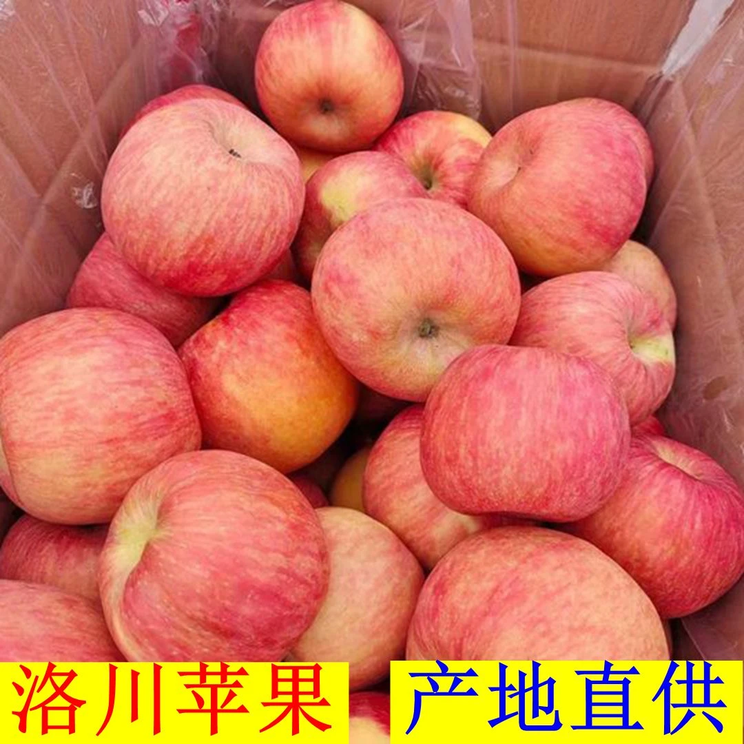 【坏果包赔】陕西洛川苹果红富士5斤9斤包邮