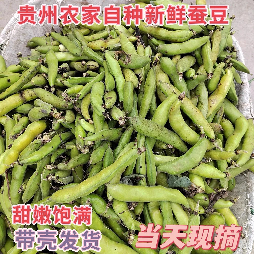 贵州新鲜蚕豆农家罗汉豆胡豆青豆荚当季新鲜带壳蔬菜发货扁豆角
