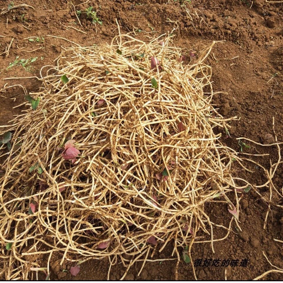 贵州现挖折耳根 鱼腥草 嫩根根斤新鲜嫩芽凉拌爽口煲汤