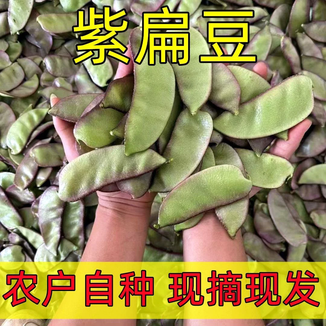 贵州农家自种新鲜红扁豆猪耳朵扁豆新鲜梅豆角现摘峨眉豆油豆