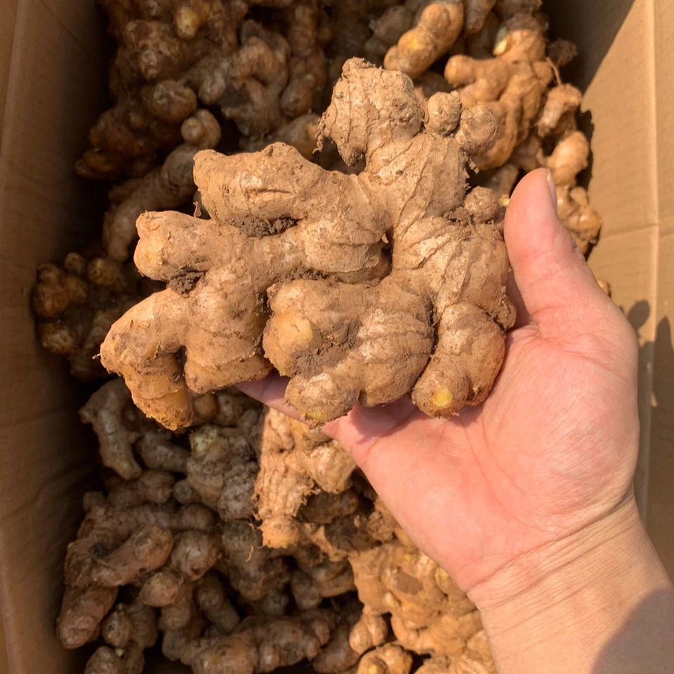 贵州老姜生姜新姜小黄姜带泥发货小黄姜月子姜包邮生姜批发