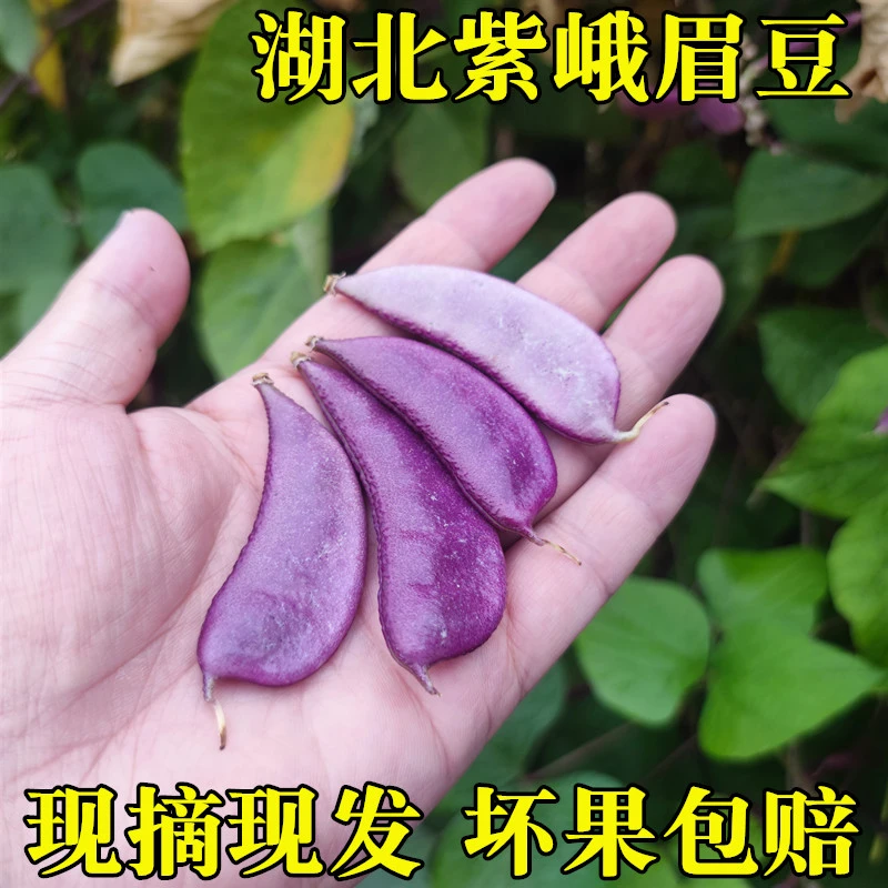 新鲜紫峨眉豆湖北特产农家自种红扁豆红蛾眉豆眉豆月亮豆3斤4斤