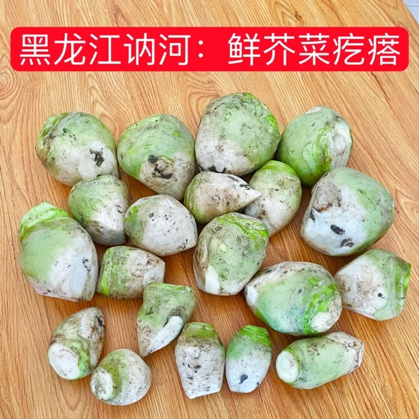 东北：2024新鲜芥菜疙瘩.鲜的，带泥发货