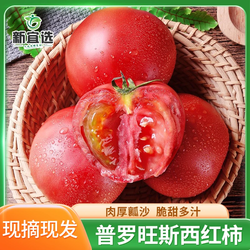 【正宗】陕西泾阳普罗旺斯西红柿2-5斤沙瓤番茄草莓柿子水果多汁