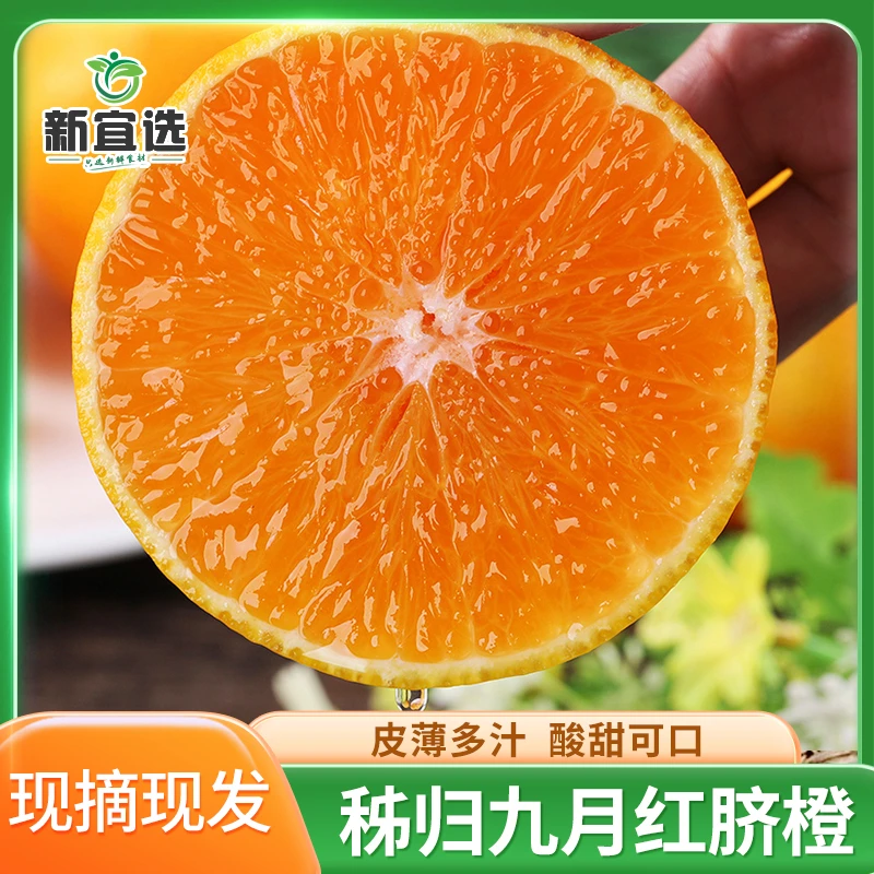 湖北秭归九月红果冻橙水果鲜嫩爆汁脐橙新鲜应季水果现摘现发包赔
