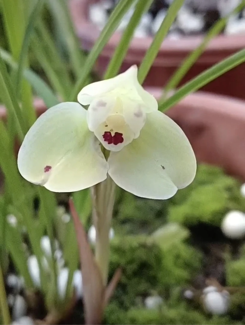 春兰玉颜，夲苑开品照勿用