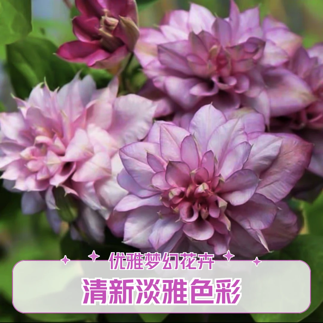 二类重瓣 天真一瞥 铁线莲 轻剪 爬藤庭院花卉 盆栽观花植物