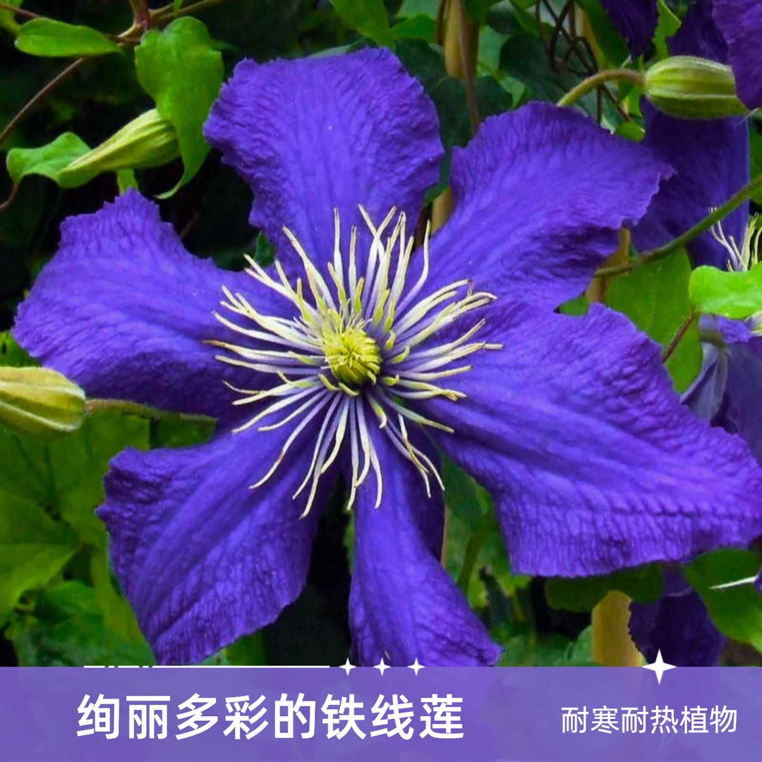 二类大花 指引希望  铁线莲 轻剪 爬藤庭院花卉 盆栽观花植物