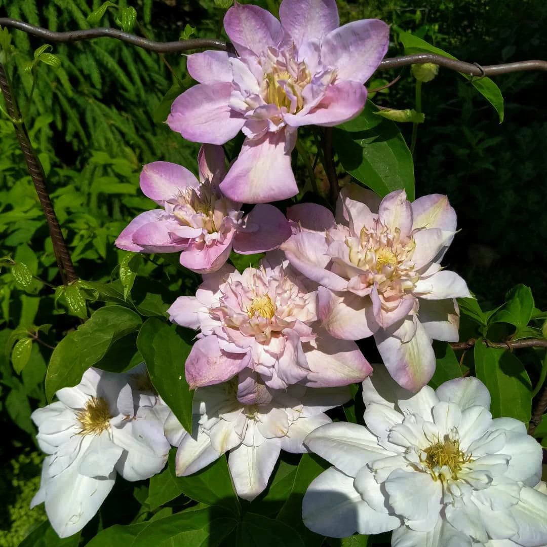 二类重瓣 羞嗒嗒 铁线莲 轻剪 爬藤庭院花卉 盆栽观花植物