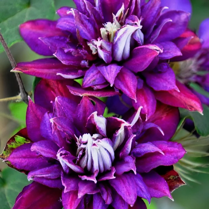 二类重瓣 诱惑 铁线莲 轻剪 爬藤庭院花卉 盆栽观花植物
