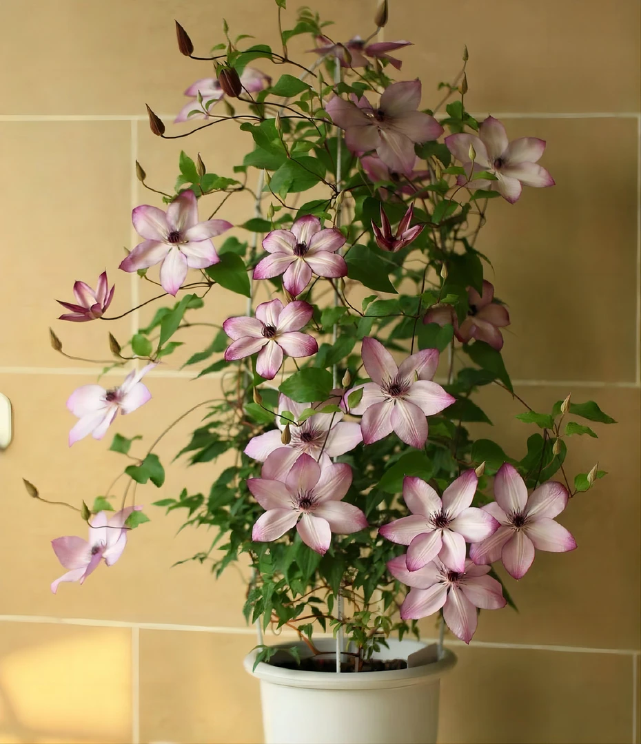 铁线莲混苗P9盆苗 修剪20公分内发货