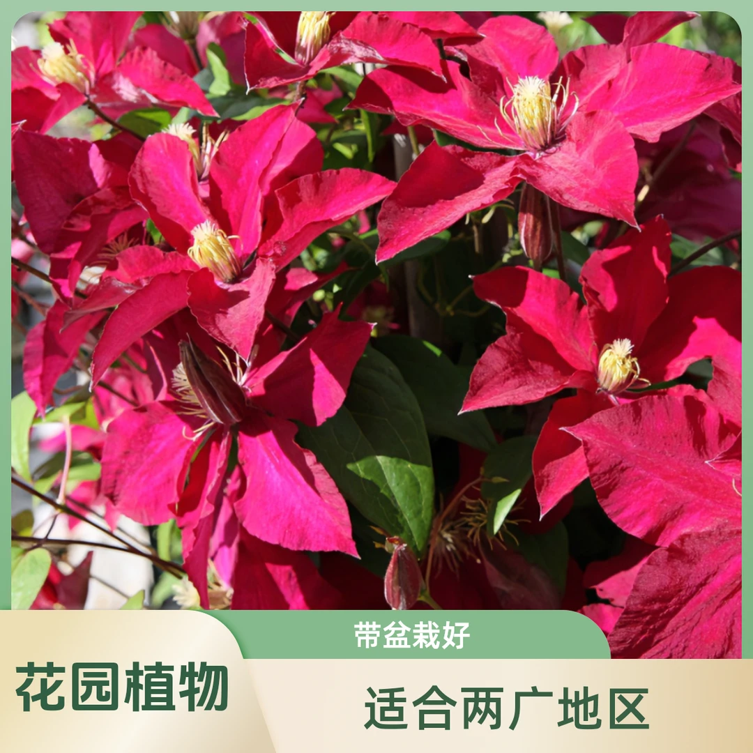 大道矮化 艾丽塔 铁线莲 可二可三修剪 爬藤庭院花卉盆栽观花植物