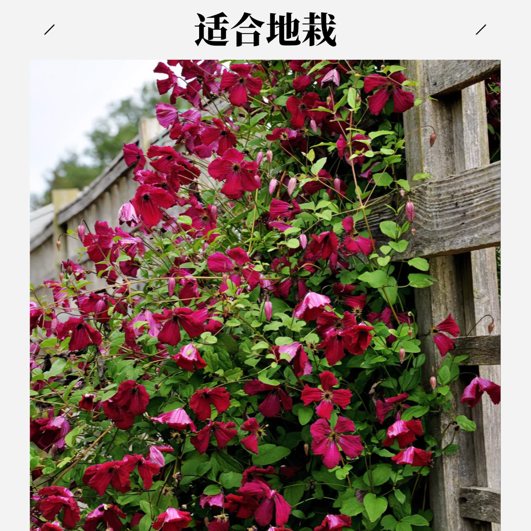 三类晚花 可觅 铁线莲 重剪 适合地栽 爬藤庭院花卉 盆栽观花植物