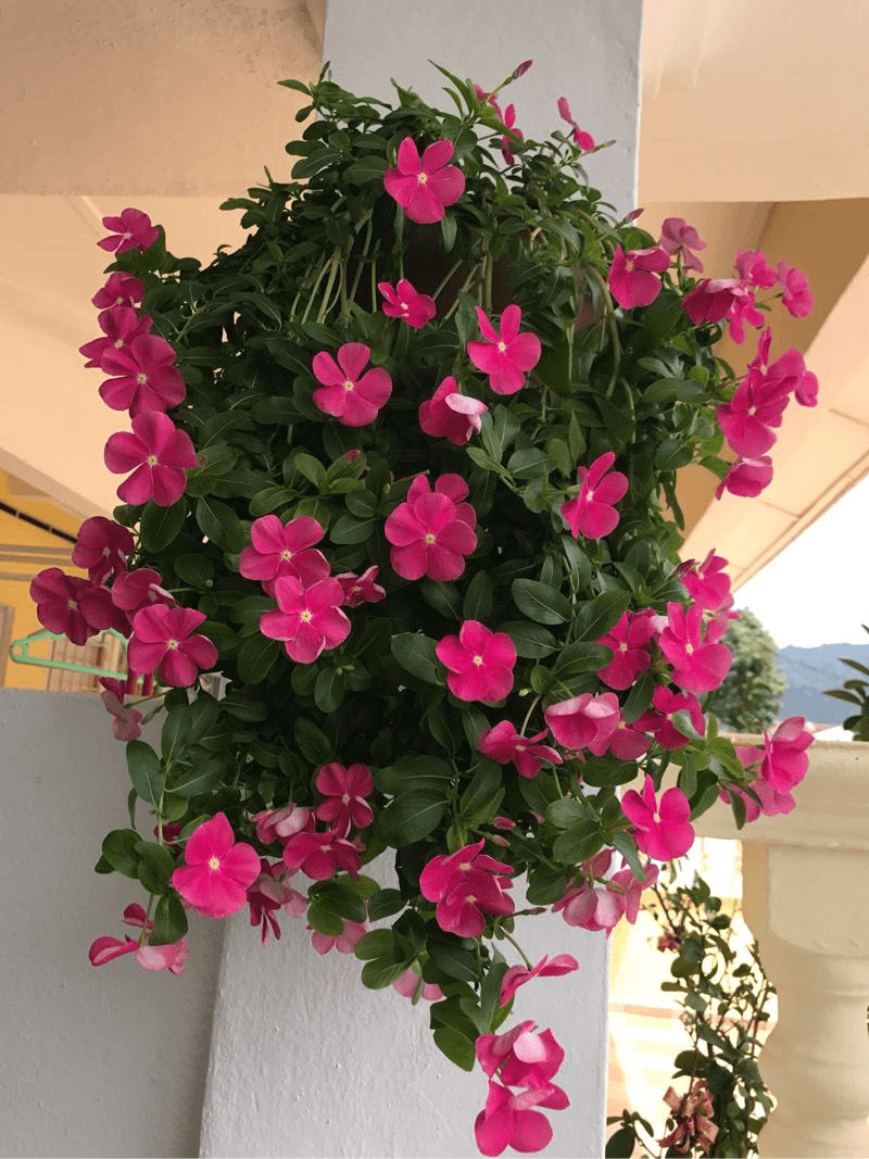 【只发新疆】垂钓长春花两盆