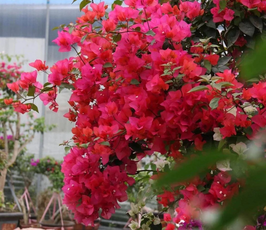 同安红三角梅盆栽带花苞苗室内阳台庭院四季开花卉植物