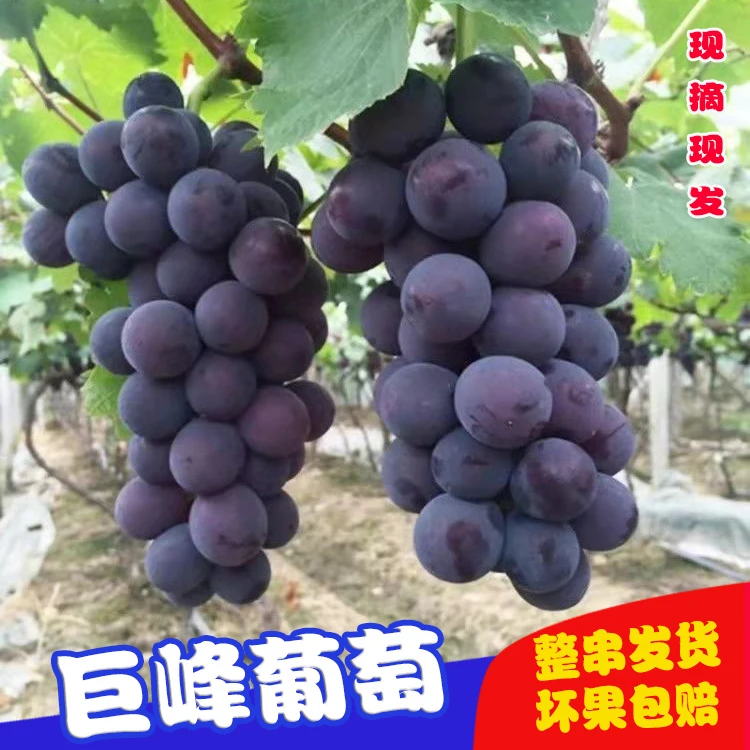 （坏果包赔）正宗巨峰葡萄现摘现发夏季新鲜水果酸甜多汁整箱批发