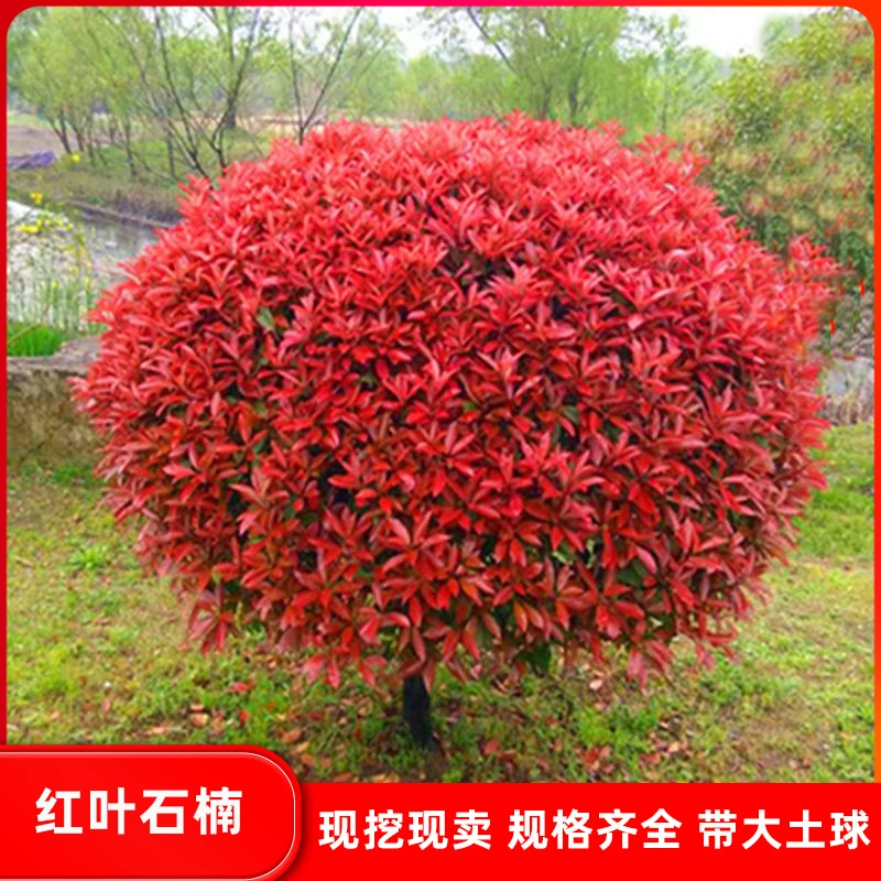 红叶石楠球冬青球黄杨球适合南北方庭院绿化工程常青植物四季