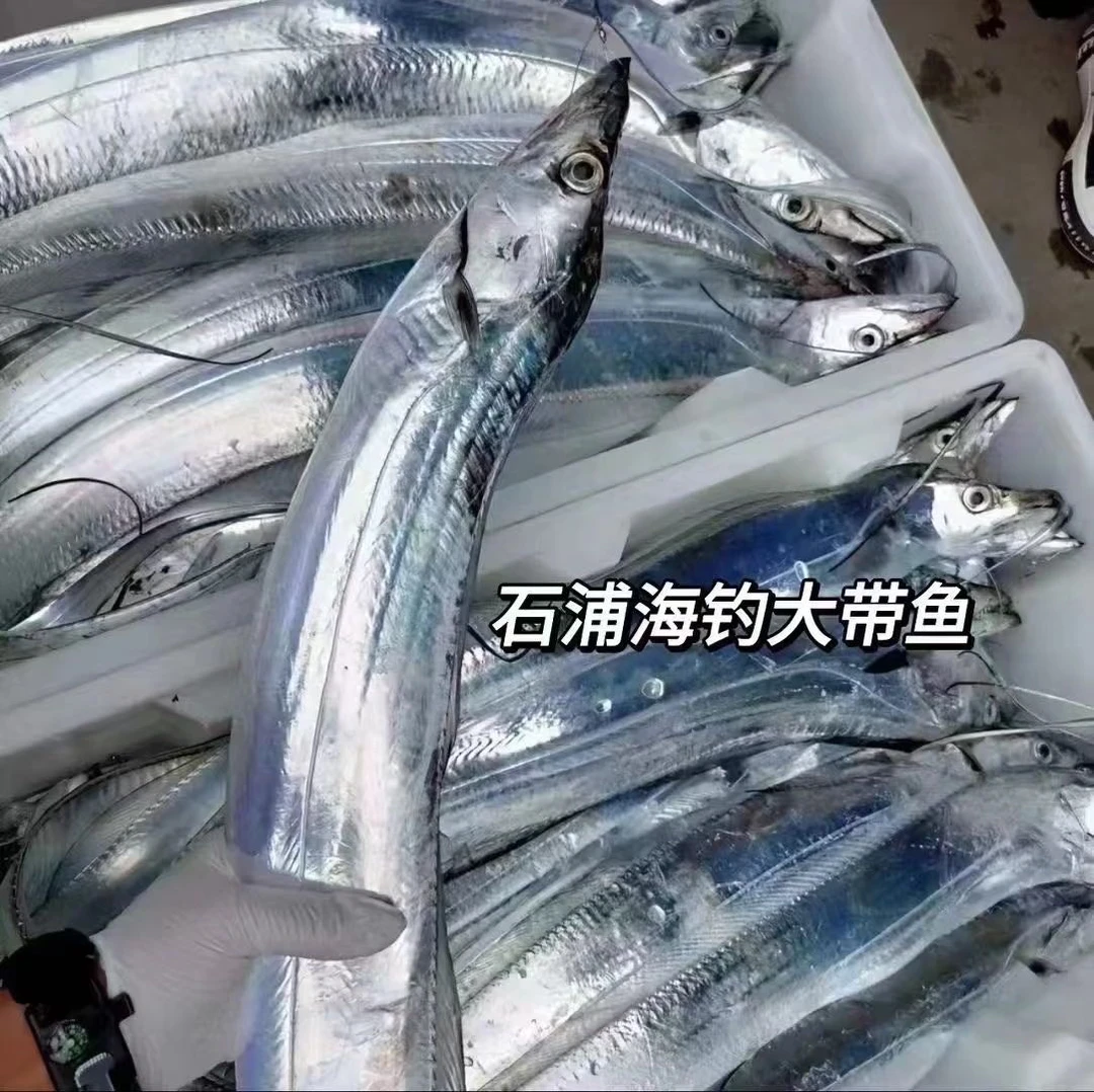 石浦特产保存东海钓带冰鲜到港清蒸带鱼（去内脏发货全国）鲜带鱼