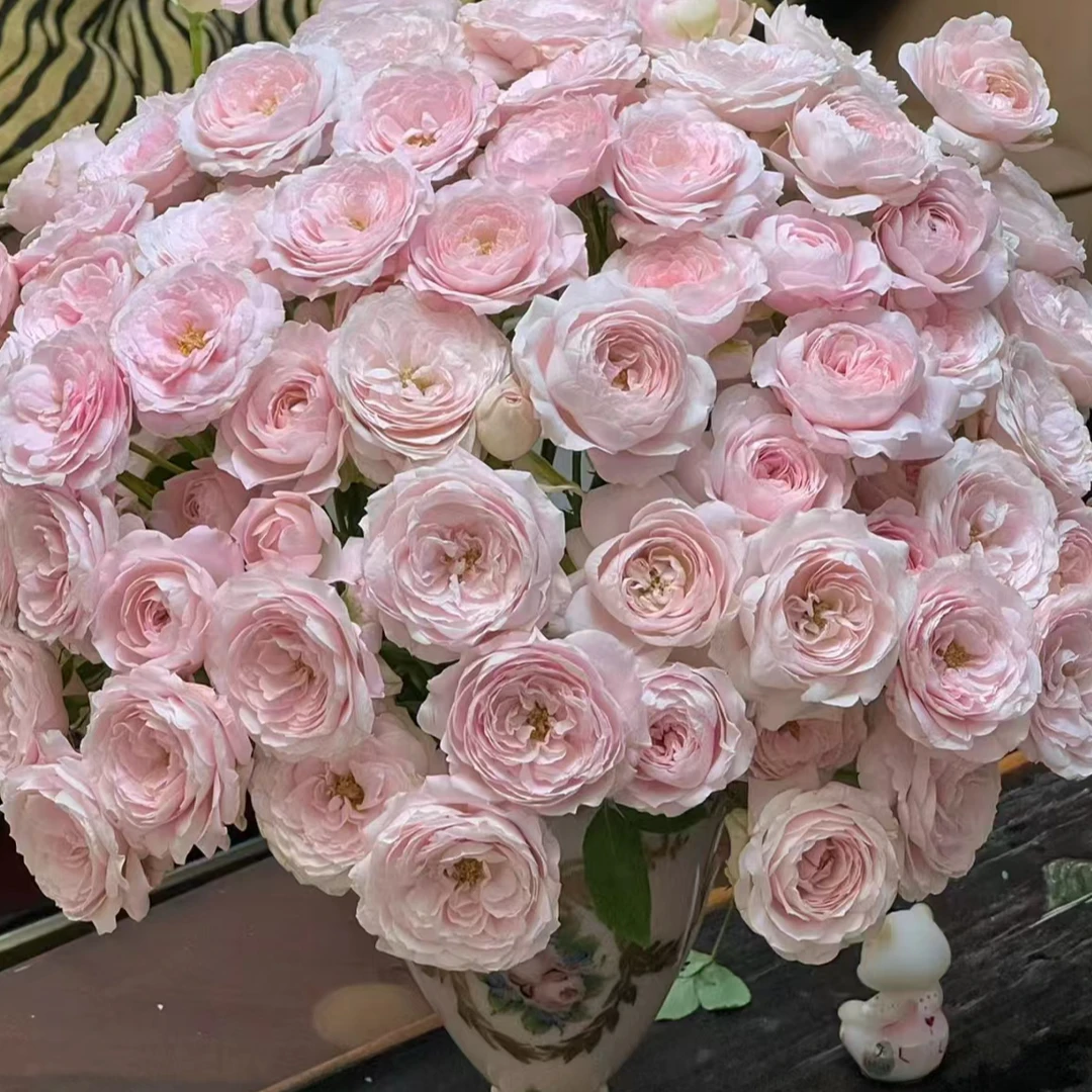 【仙子之吻】多头泡泡玫瑰 室内水养鲜切花 云南昆明基地直发