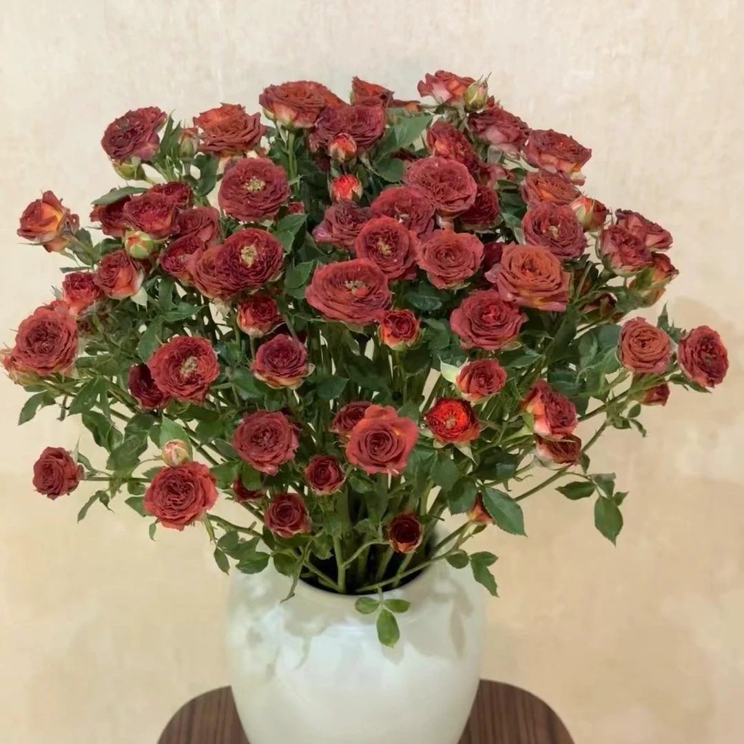 【巧克力多头泡泡】多头泡泡玫瑰 室内水养鲜切花 云南昆明基地直发