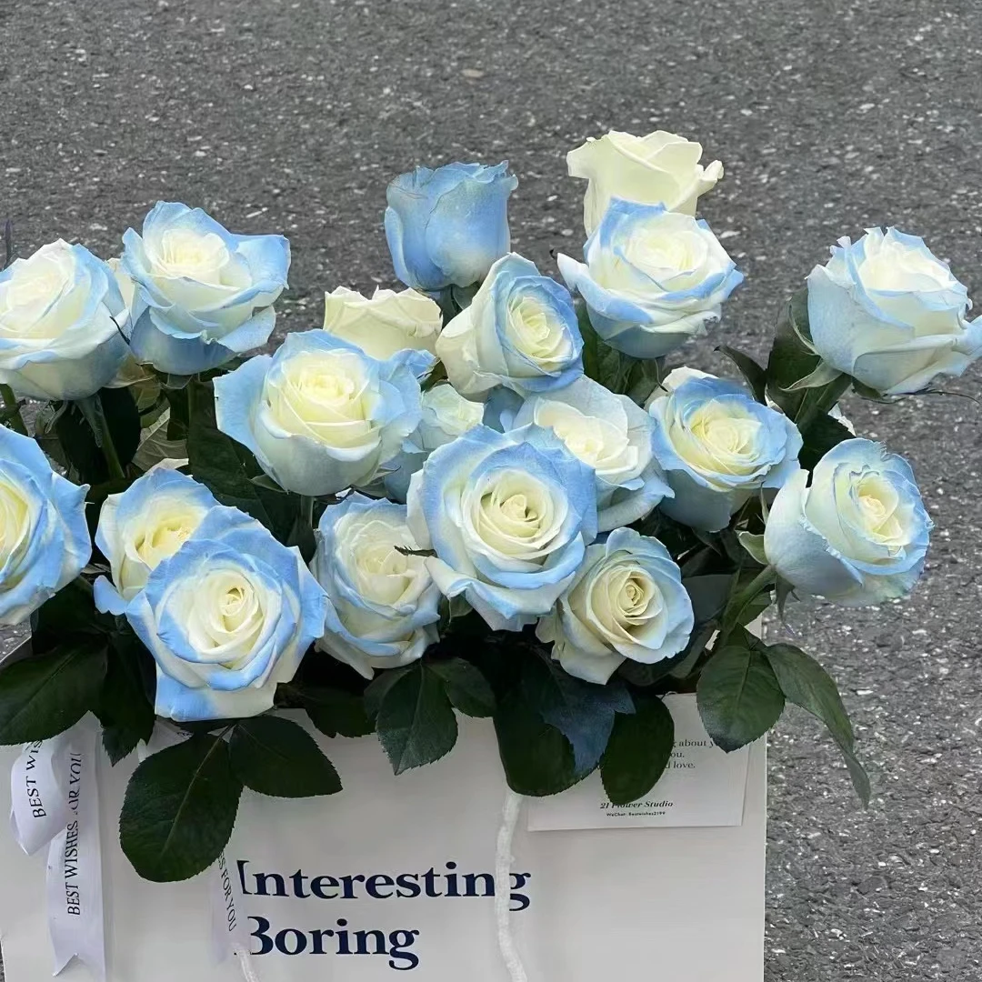 10枝【碎冰蓝】单头玫瑰 室内水养鲜切花 云南昆明基地直发