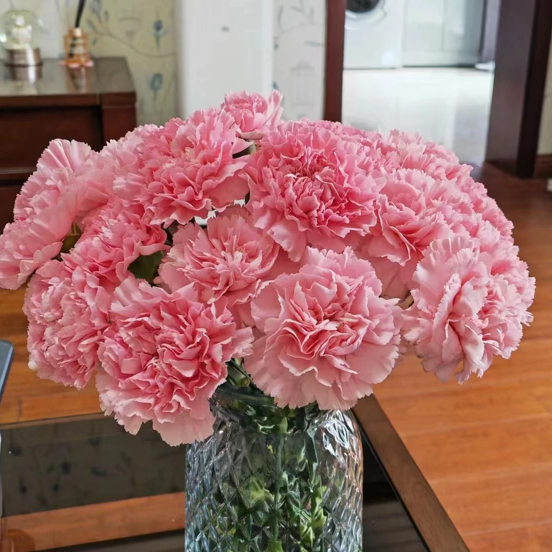 【康乃馨】粉康 单头康乃馨 云南昆明基地直发