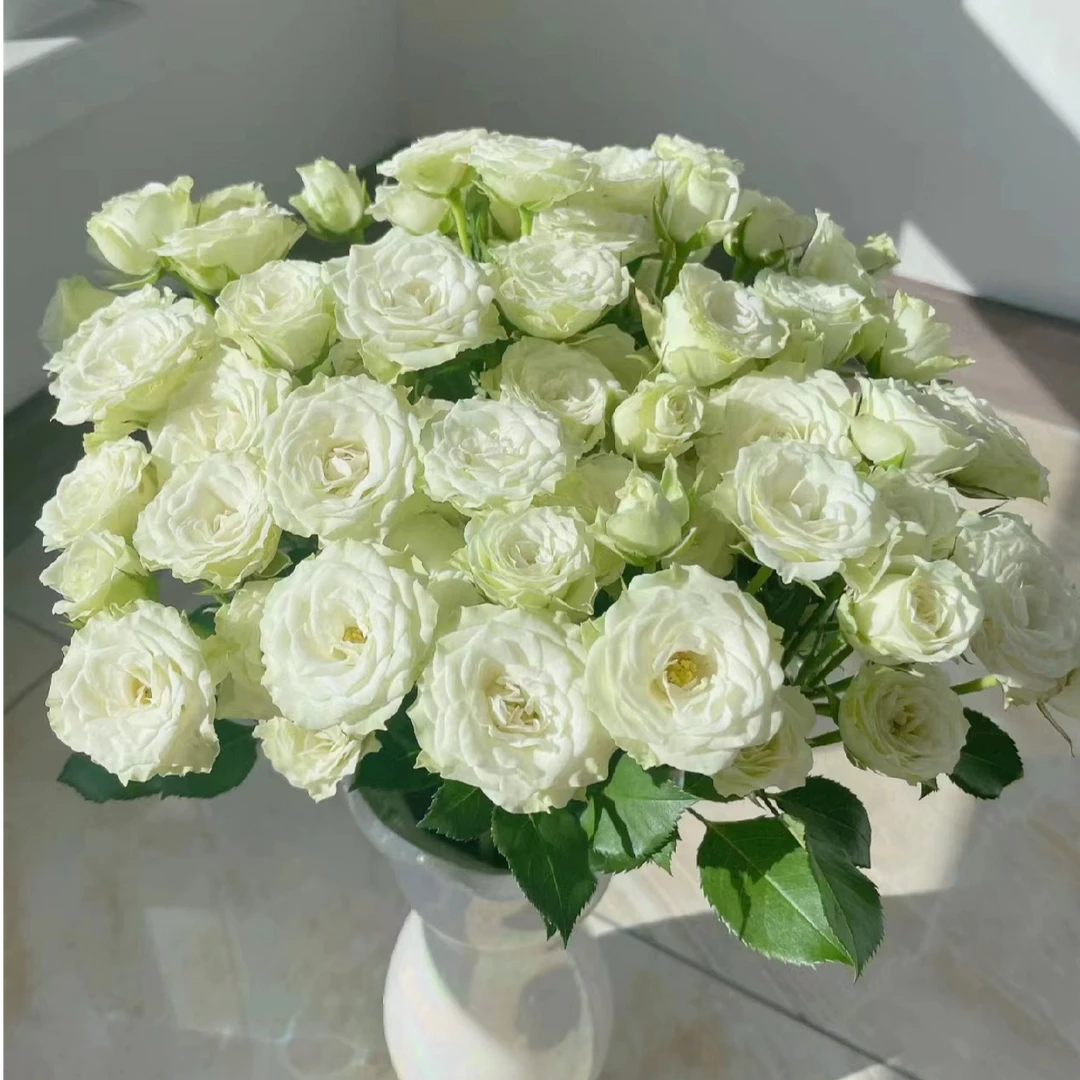 【繁星】多头泡泡玫瑰 室内水养鲜切花 云南昆明基地直发