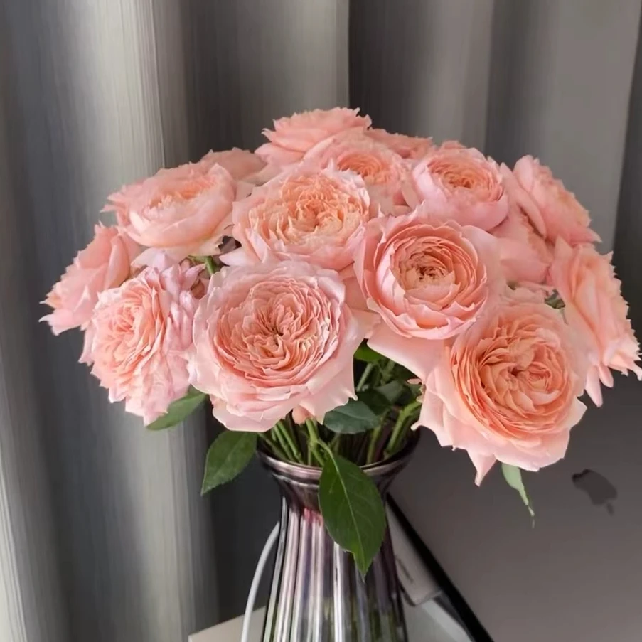 10【朱丽叶塔】单头玫瑰 室内水养鲜切花 云南昆明基地直发