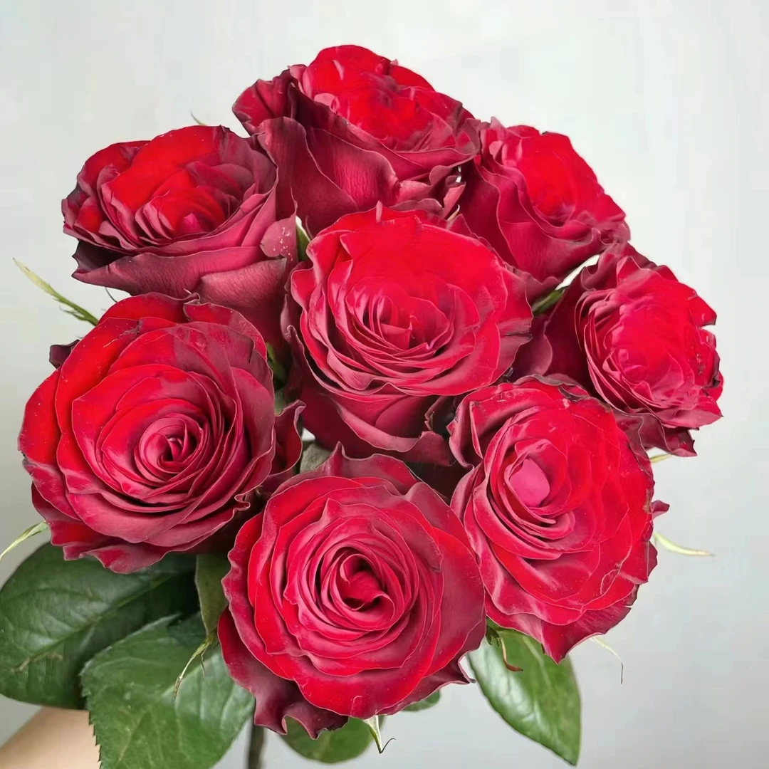 10枝【红玫瑰】单头玫瑰 室内水养鲜切花 云南昆明基地直发