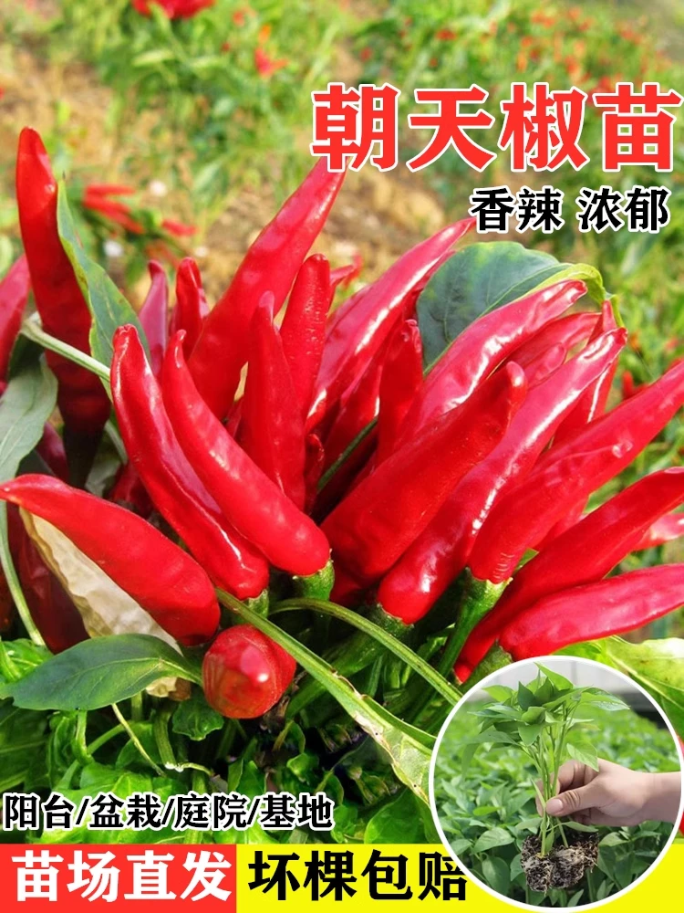 特辣朝天椒苗小米辣椒苗尖椒超辣阳台盆栽地栽四季高产蔬菜秧苗