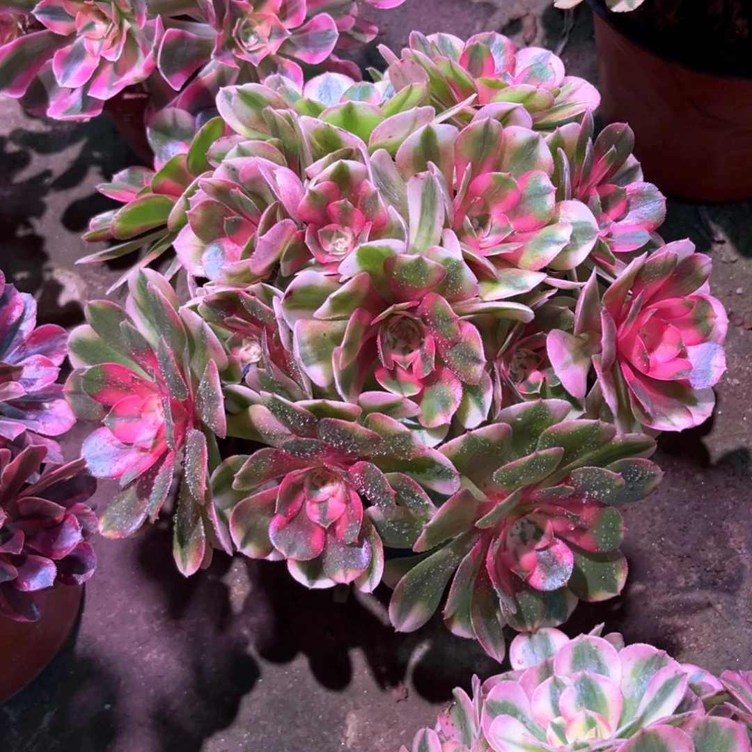 多肉植物荔枝204