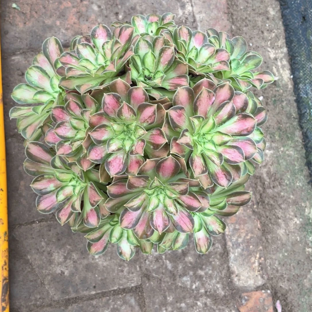 多肉植物韶华266