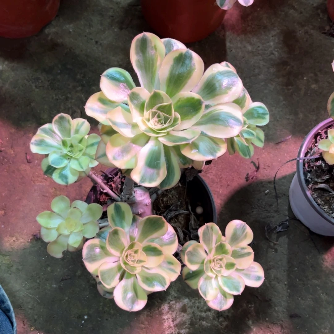 多肉植物燕姿131