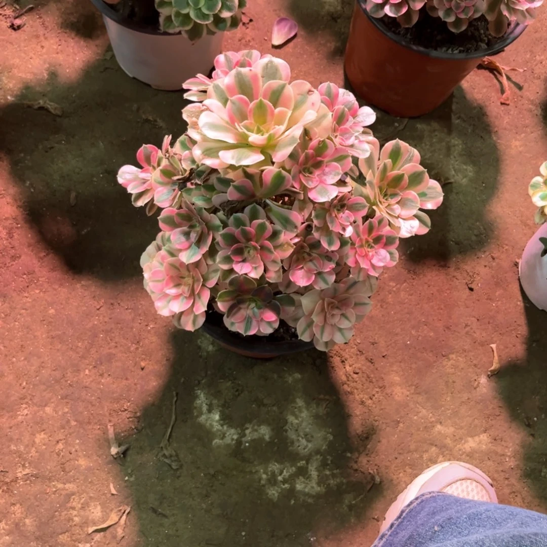 多肉植物女巫013
