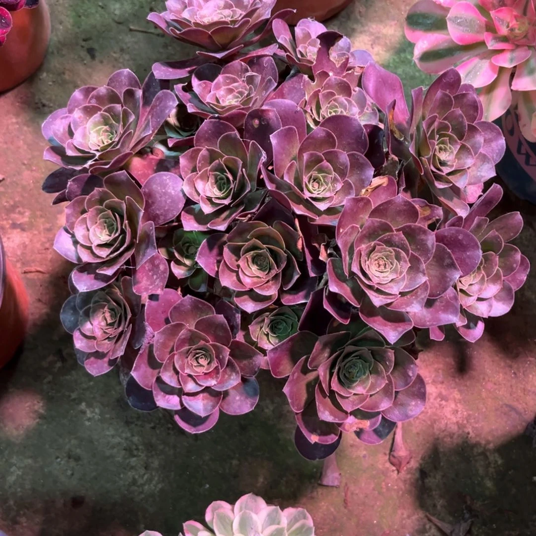 多肉植物魅金021