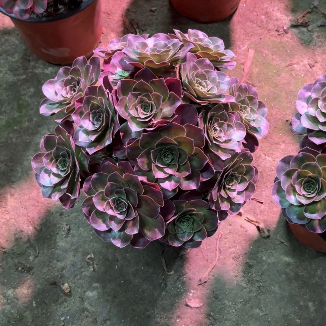 多肉植物魅金0040