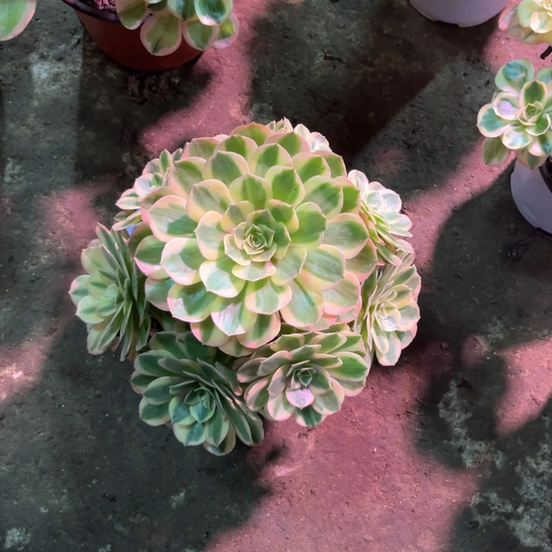 L****?多肉植物万白013