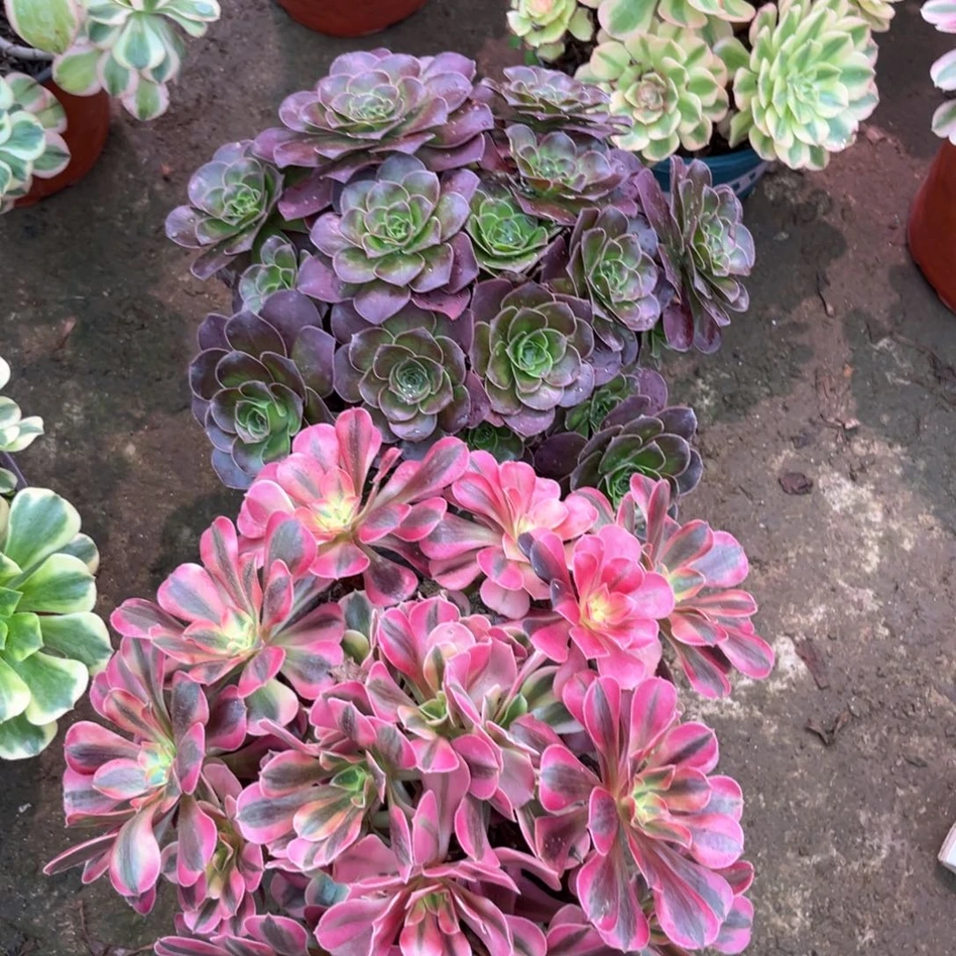 多肉植物魅金➕美杜莎260