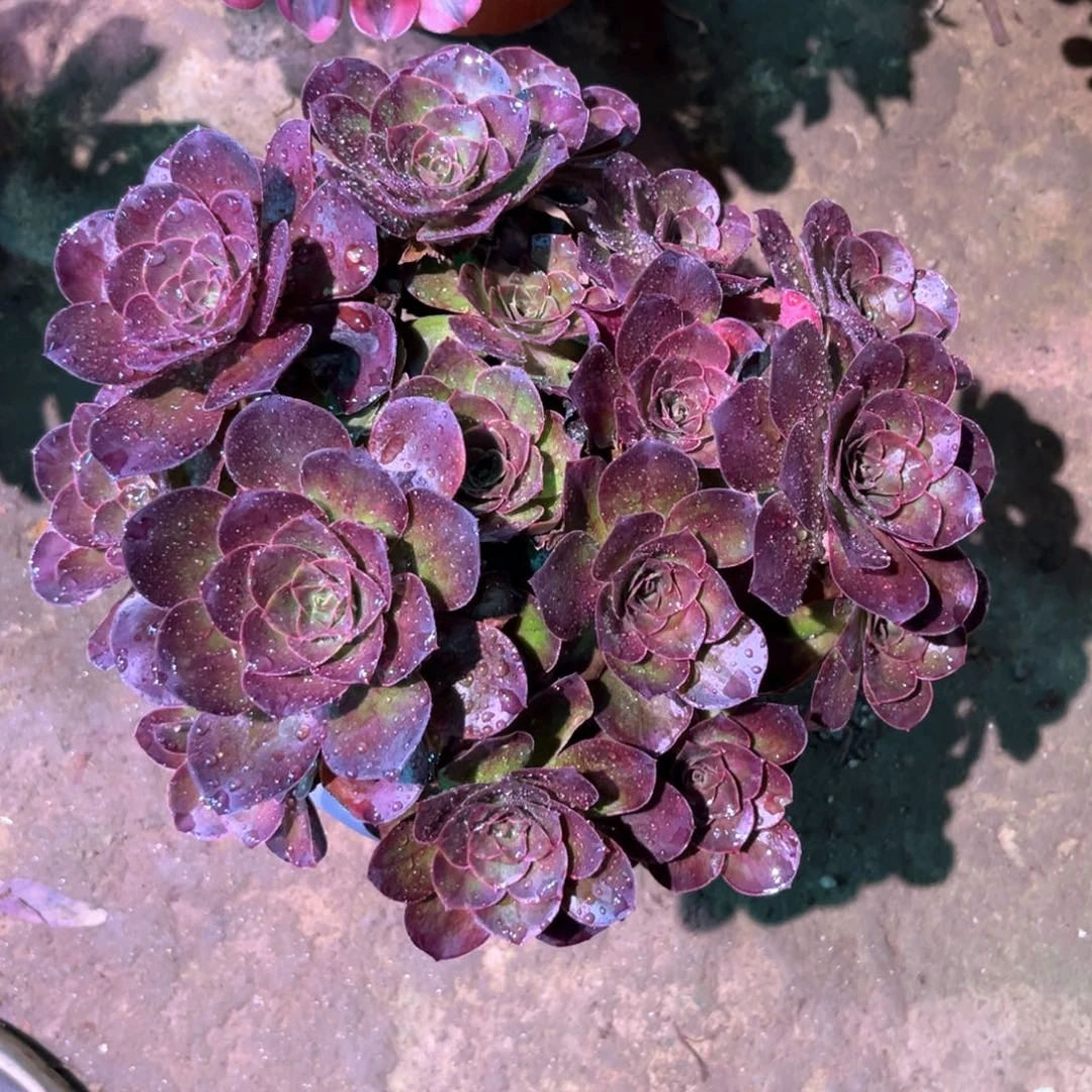 多肉植物魅金玫瑰251