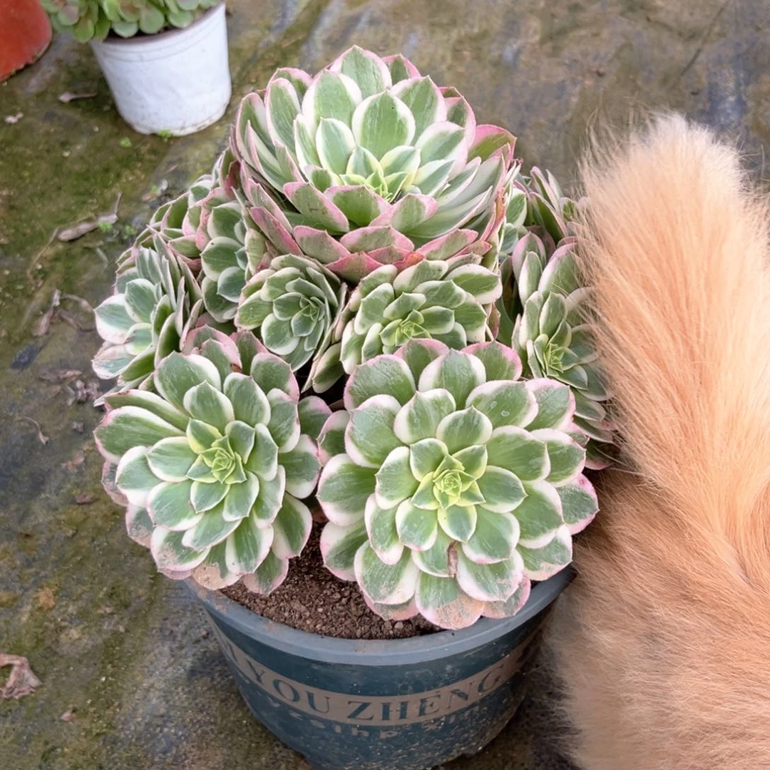多肉植物  海王