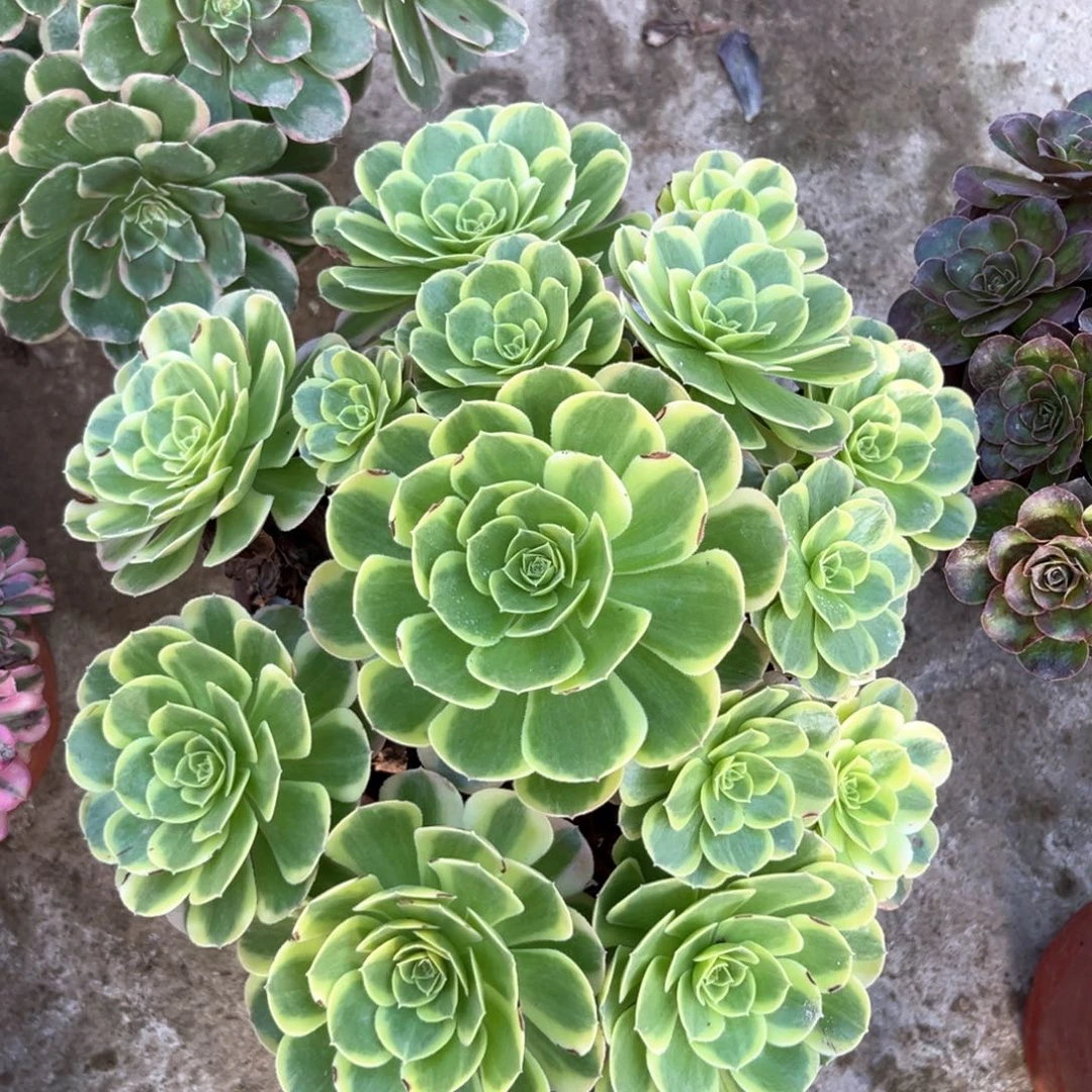 多肉植物奶白631