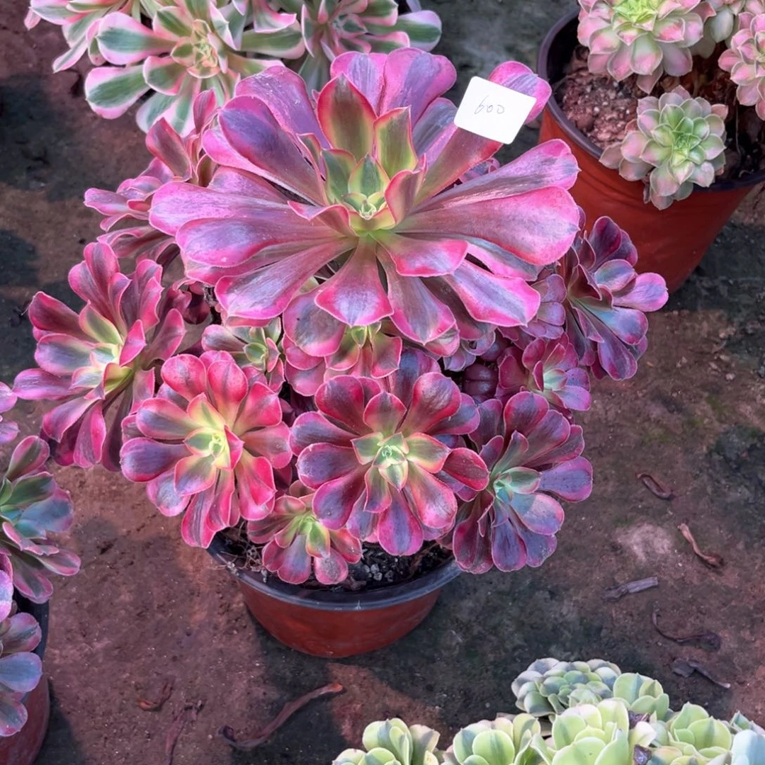多肉植物美杜莎 600