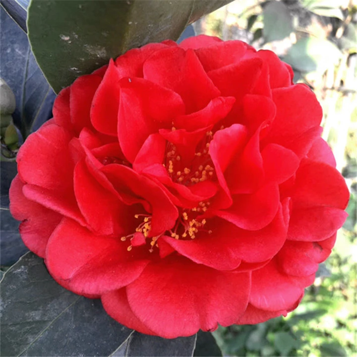 四季茶花盆栽花卉绿植带盆带土