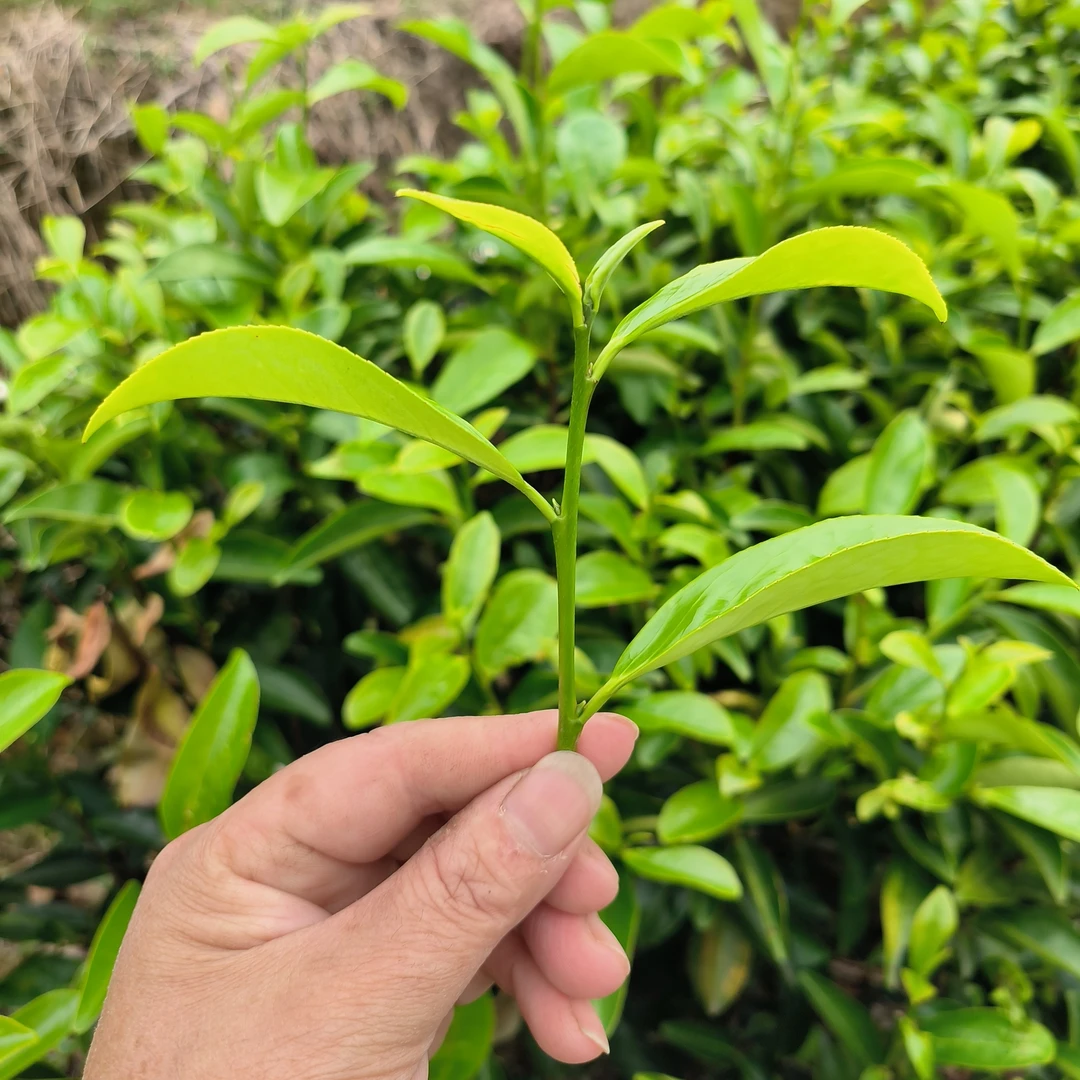 凤凰单丛茶雪片鸭屎香抽湿茶  香高水甜  花香奶韵浓郁 花香持久