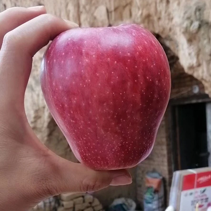 【2025 新品中秋王！】寺河山老品种红香蕉苹果，酥脆香甜现摘现发