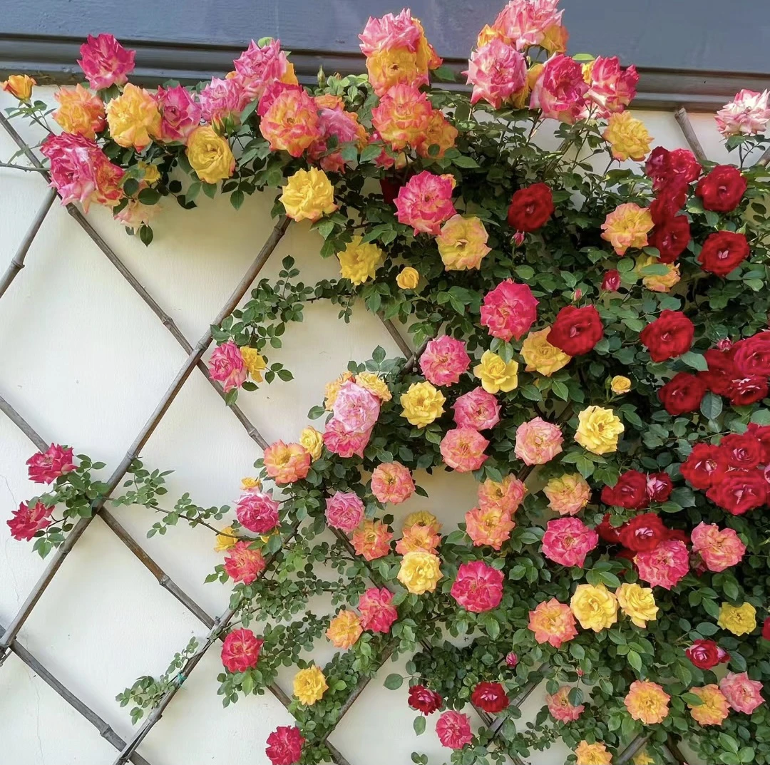 (收到摘叶子)藤彩虹阳台爬藤花卉爬墙花朵会变色