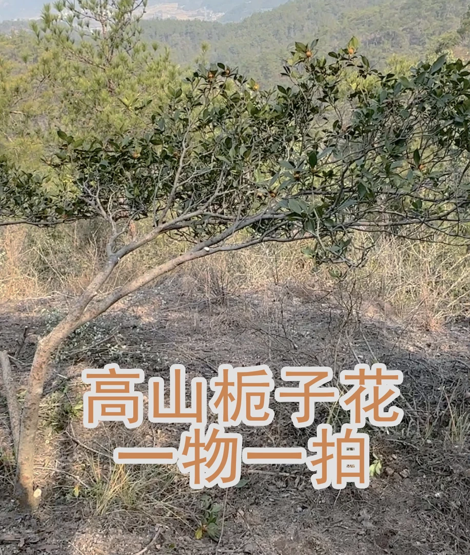 栀子花春花庭院茶室盆景素材现挖一物一拍